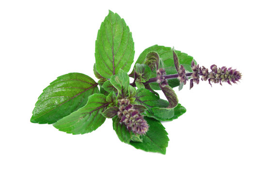 Holy Basil exporter in India